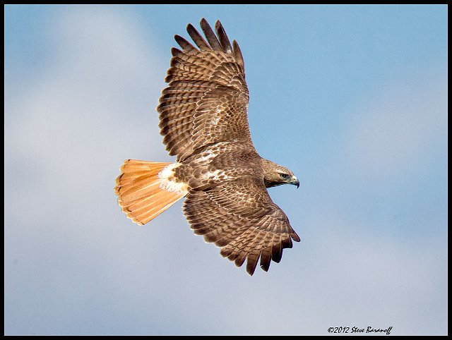 _2SB8178 red-tailed hawk.jpg